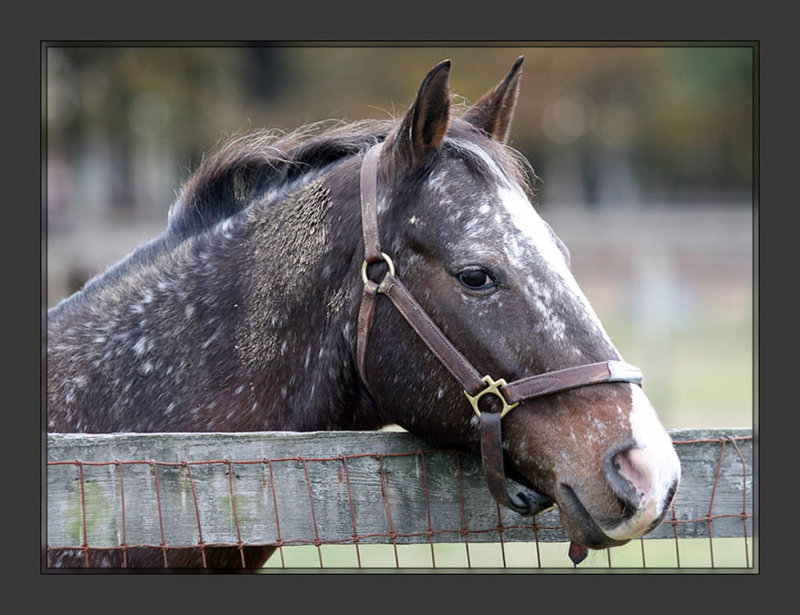 Horse_4