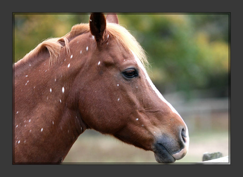 Horse_5.