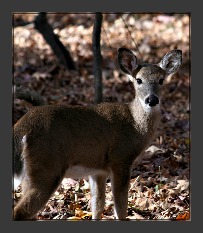 Deer