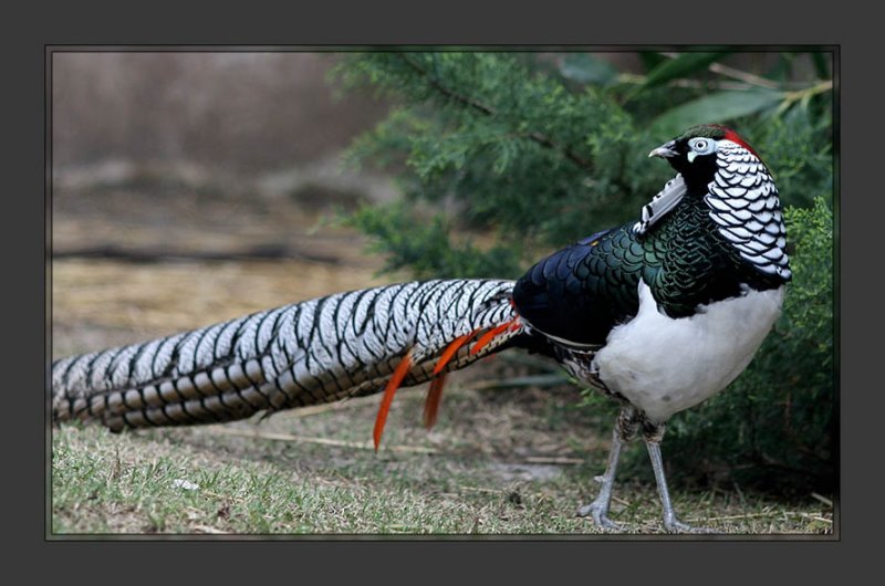 Lady Amhersts Pheasant