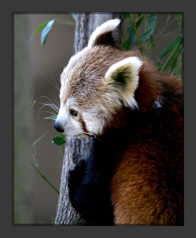 Red Panda