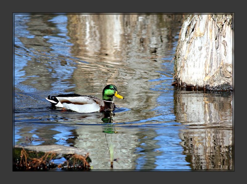 Duck