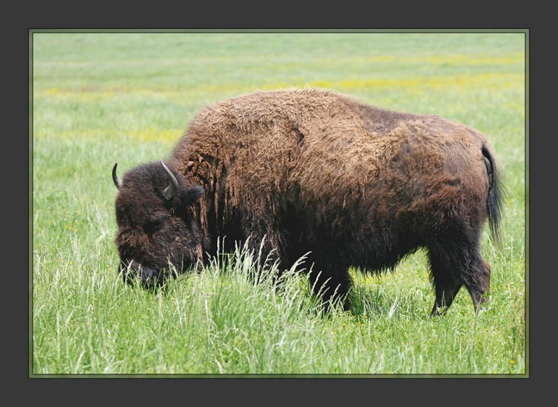 Bison