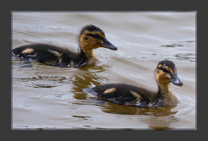 Baby ducks