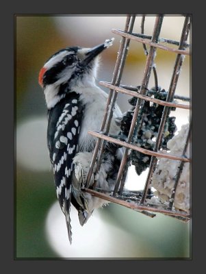 Hairy Woodpecker