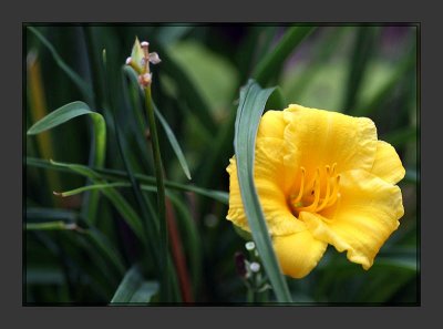 Day Lilly