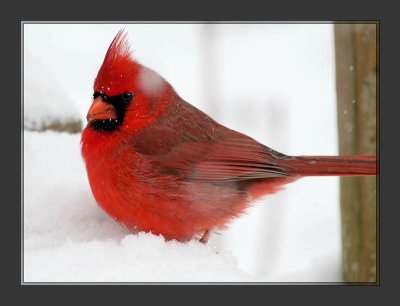 Cardinal6