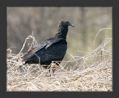 Black  Vulture