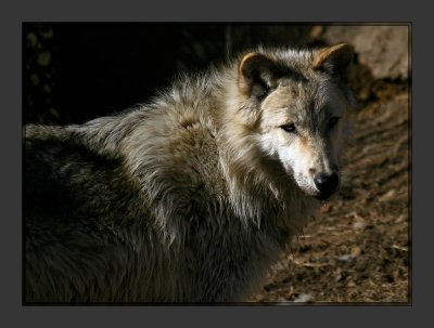 Timber Wolf2