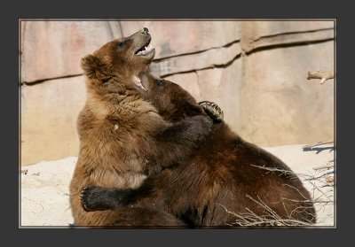 Bear Hug!