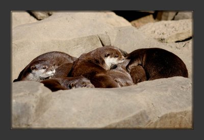 Asian Small-clawed Otter