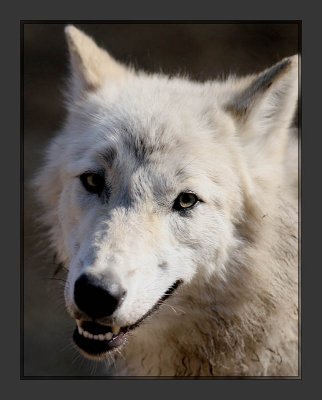 Timber Wolf 4