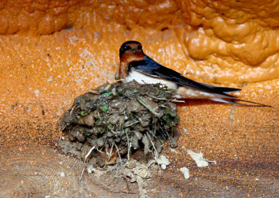 Barn Swallow