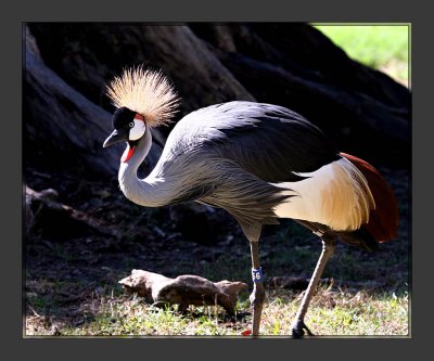 East African Crowned Crane2