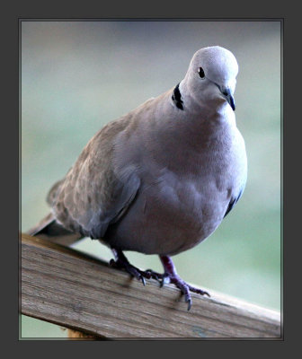 Eurasian Collared Dove