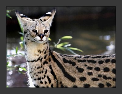 Serval