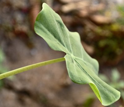 Side View