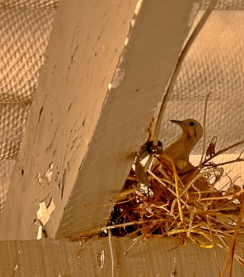 Dove Nest