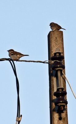Sparrows