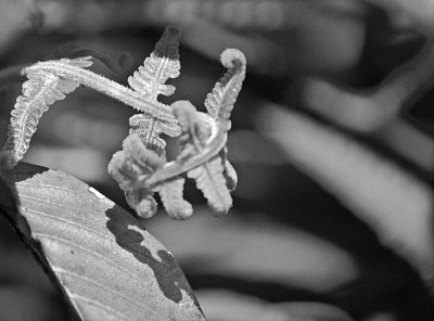 Emerging Fern