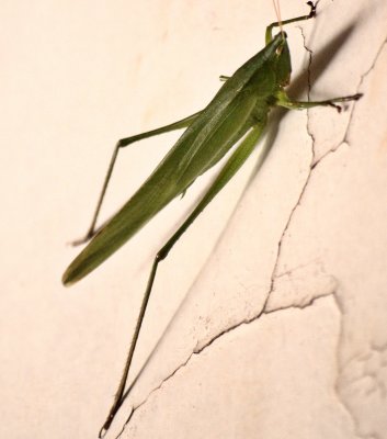 Katydid