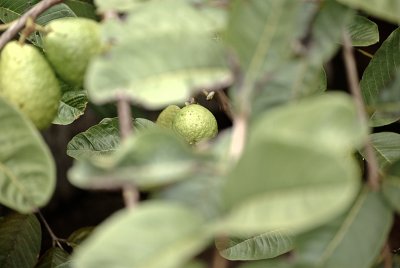 Leaves and Fruit