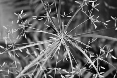 Grass
