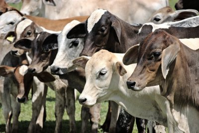 Cattle
