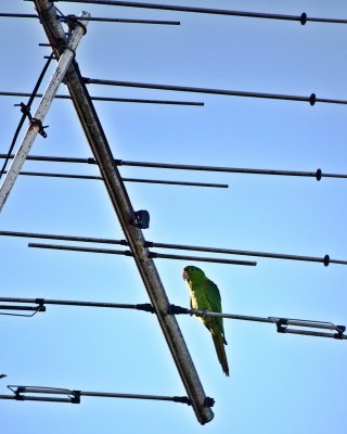White-Eyed Parakeet