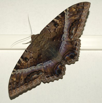 Ascalaph odorata
