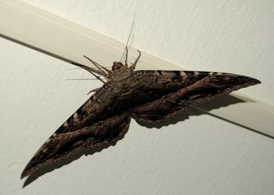 Unknown Moth (II)