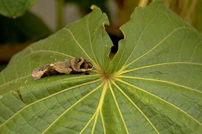 Papilio xuthus
