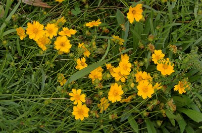 Flowers & Grass (I)