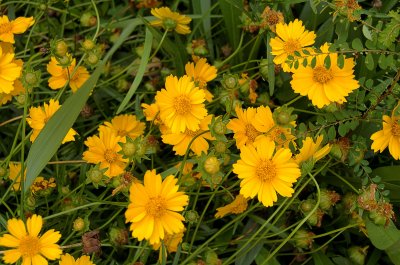 Flowers & Grass (II)