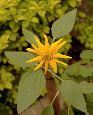 Helanthius