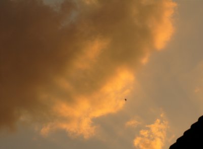 Sunset Bird