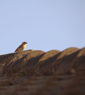 Passer domesticus