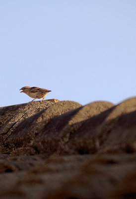 Passer domesticus