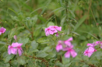 Phlox and Others