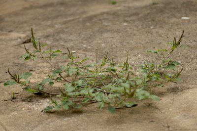 Amaranthus spinosus III