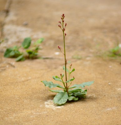 Small & Purple Buds