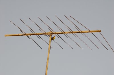 Pitangus sulphuratus