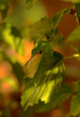 Pieridae or Nymphalidae(?)