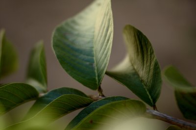 Psidium guajava