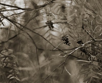 Autumn Shadows