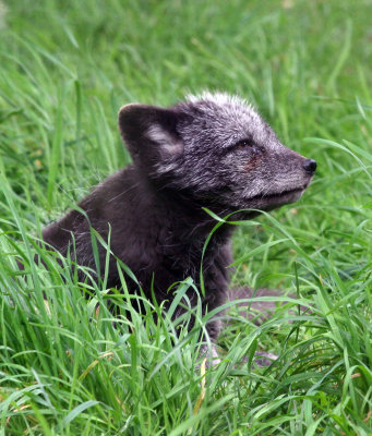 Arctic Fox