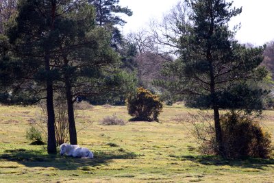 New Forest Pony