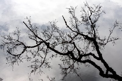 Reflection of a tree