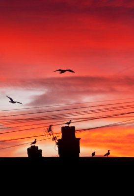 Silhouetted Sunrise