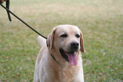 Labrador Retreiver